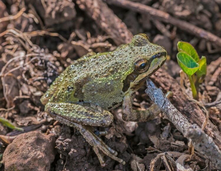 The stowaway salad frog is thought to be a Pacific tree frog. This species is found along the western coast of the United States and is not native to Michigan. Photo credit: Canva